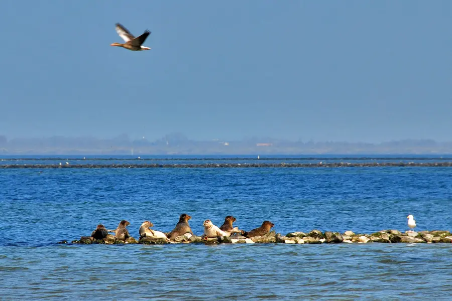 Natuur Zeehonden